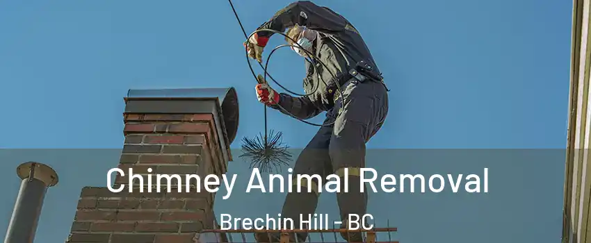Chimney Animal Removal Brechin Hill - BC