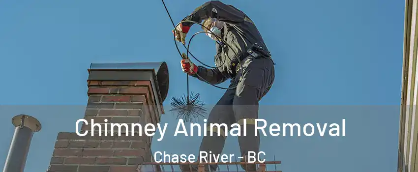 Chimney Animal Removal Chase River - BC