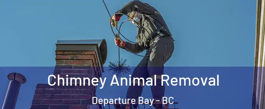 Chimney Animal Removal Departure Bay - BC