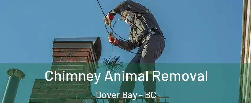 Chimney Animal Removal Dover Bay - BC