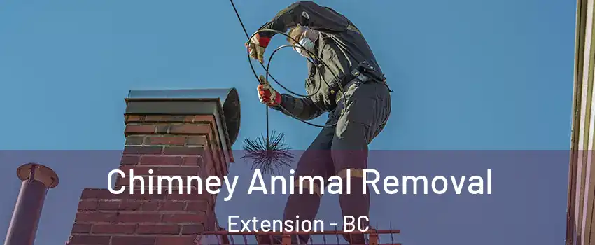 Chimney Animal Removal Extension - BC