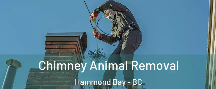 Chimney Animal Removal Hammond Bay - BC