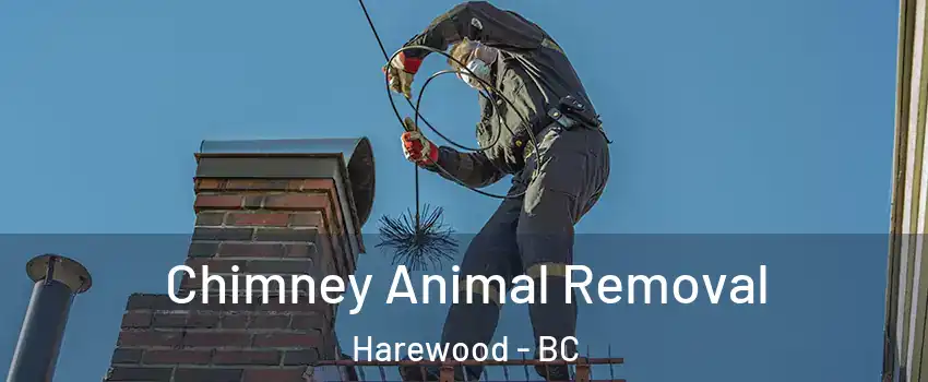 Chimney Animal Removal Harewood - BC