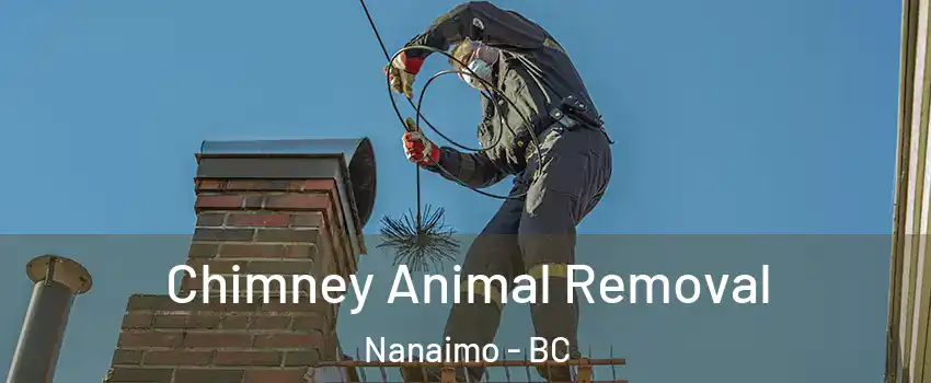Chimney Animal Removal Nanaimo - BC