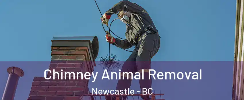 Chimney Animal Removal Newcastle - BC