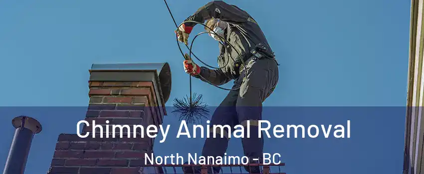 Chimney Animal Removal North Nanaimo - BC
