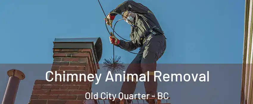 Chimney Animal Removal Old City Quarter - BC