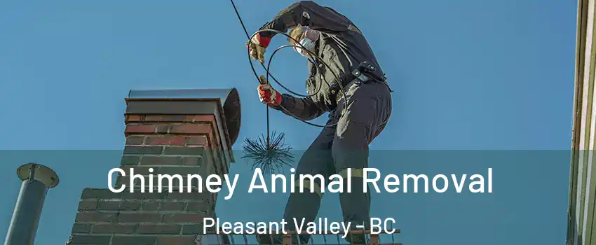 Chimney Animal Removal Pleasant Valley - BC