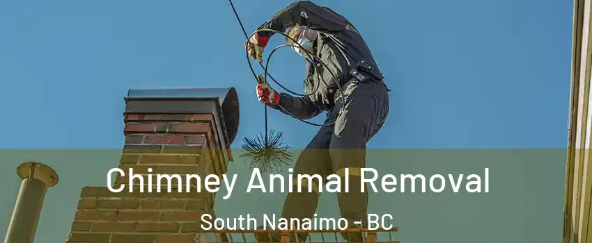 Chimney Animal Removal South Nanaimo - BC