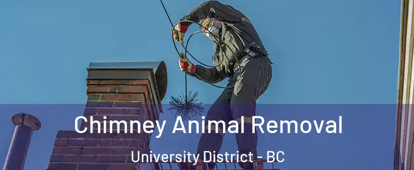 Chimney Animal Removal University District - BC