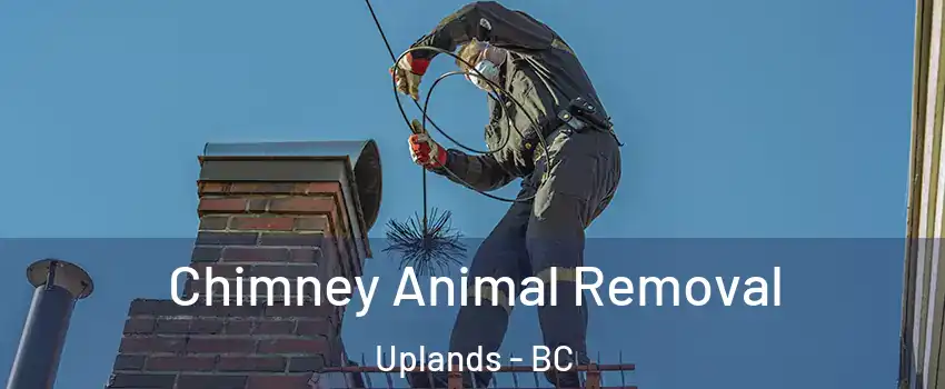 Chimney Animal Removal Uplands - BC