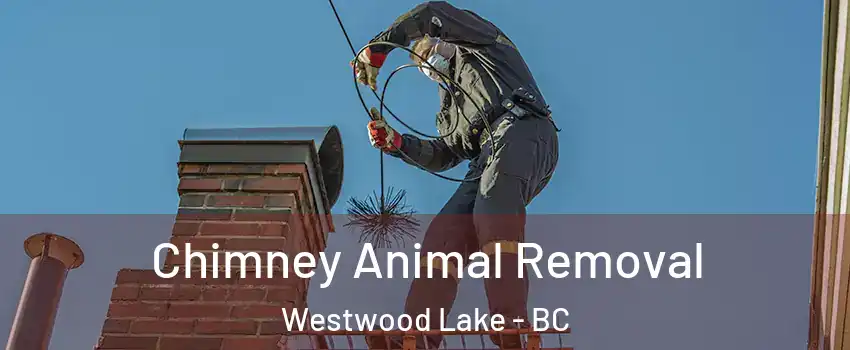 Chimney Animal Removal Westwood Lake - BC