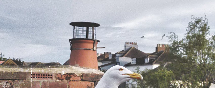 Chimney Cap Bird Guard Repair in Dover Bay, British Columbia